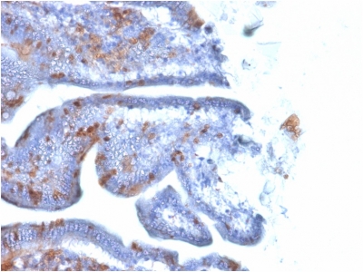 Formalin-fixed, paraffin embedded mouse intestine sections stained with 100 ul anti-SOX2 (clone SOX2/1791) at 1:100. HIER epitope retrieval prior to staining was performed in 10mM Citrate, pH 6.0.